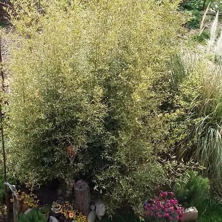 Begovi Dvori アパート